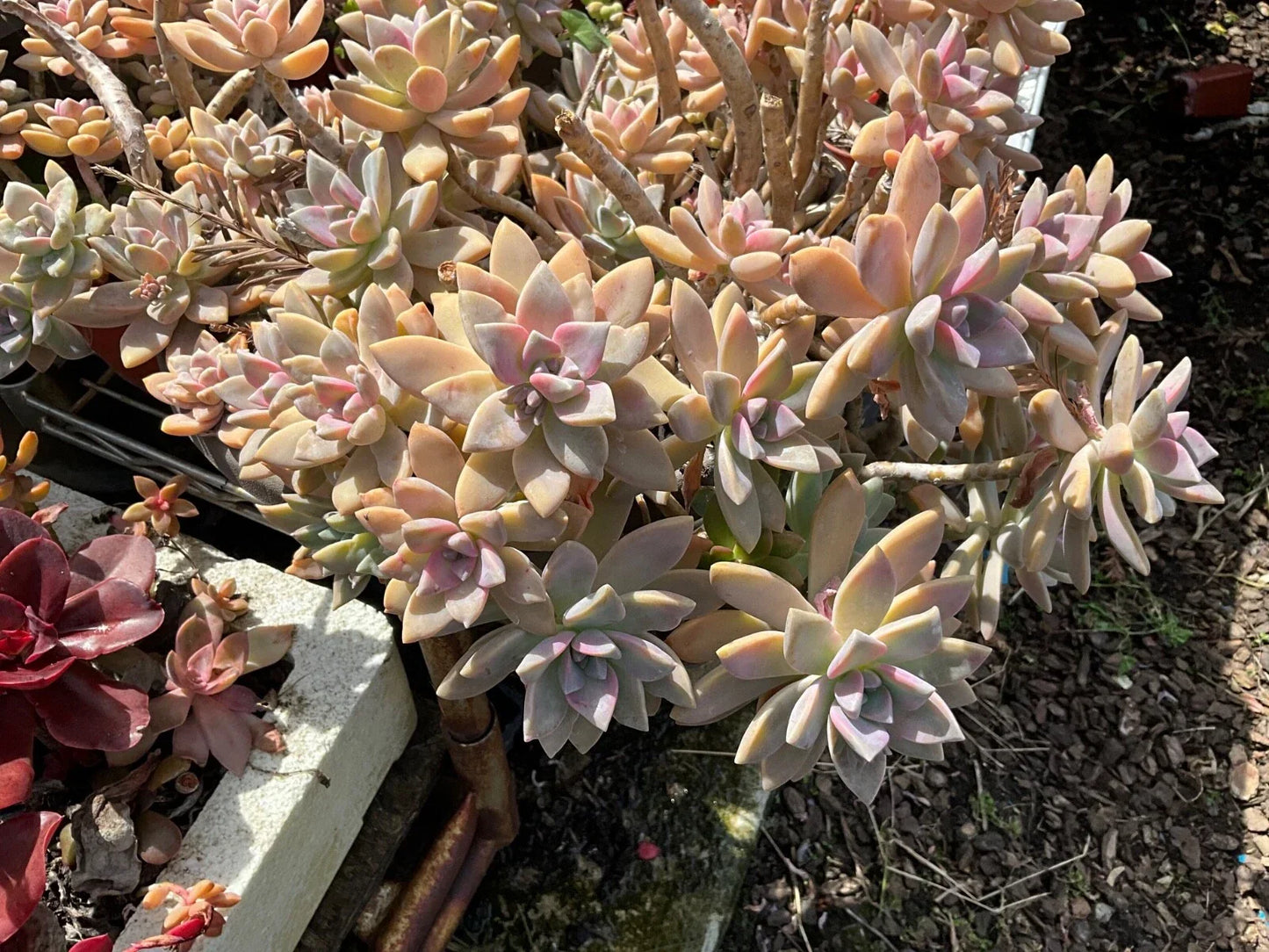 Graptopetalum Paraguayense Ghost Plant Succulent Cuttings - 3 Healthy Cuttings for Easy Propagation