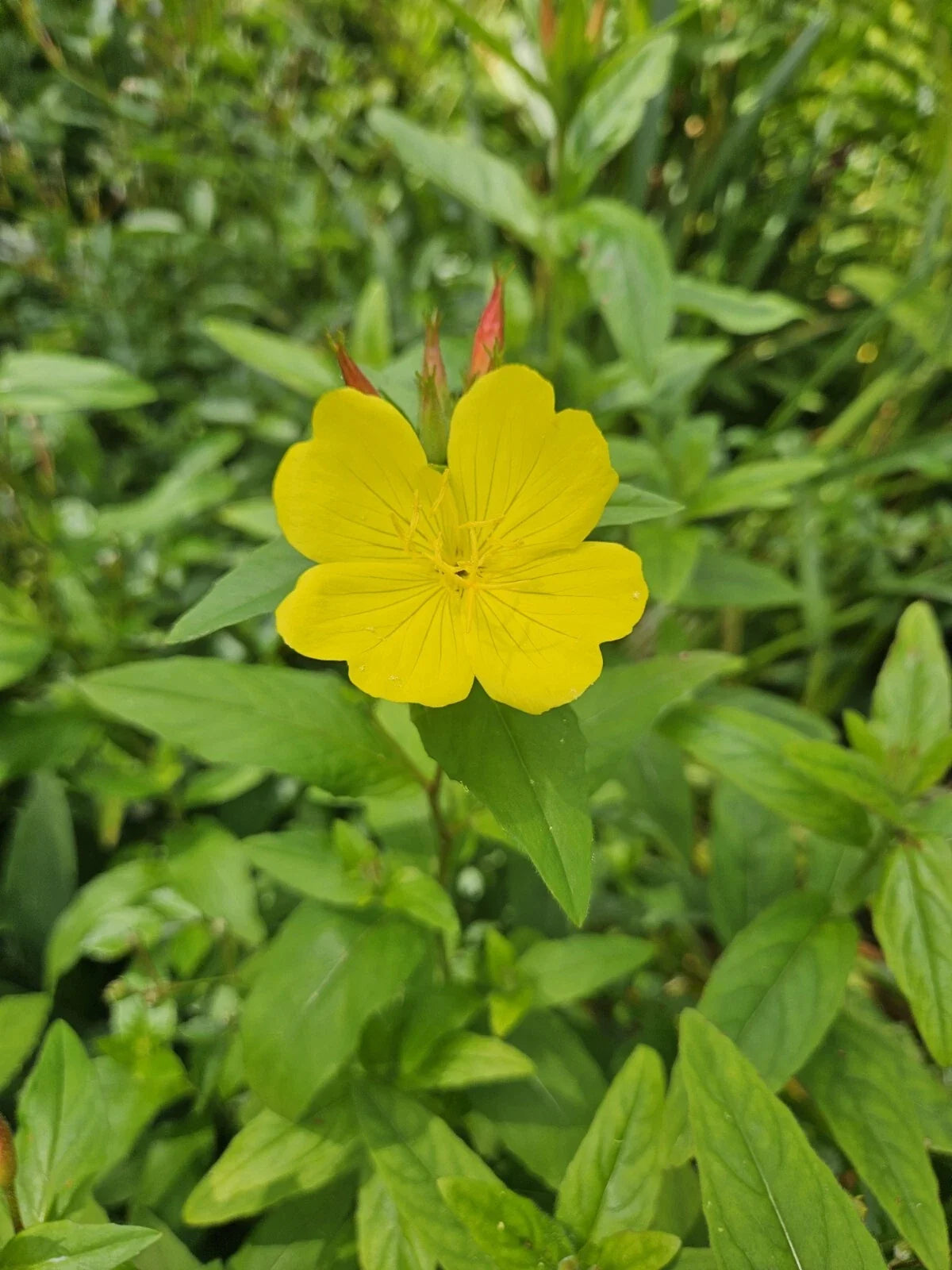 Evening Primrose Plant Bare Root - Glacious Yellow Flowers - Perennial Zones 3-10 - Oenothera biennis