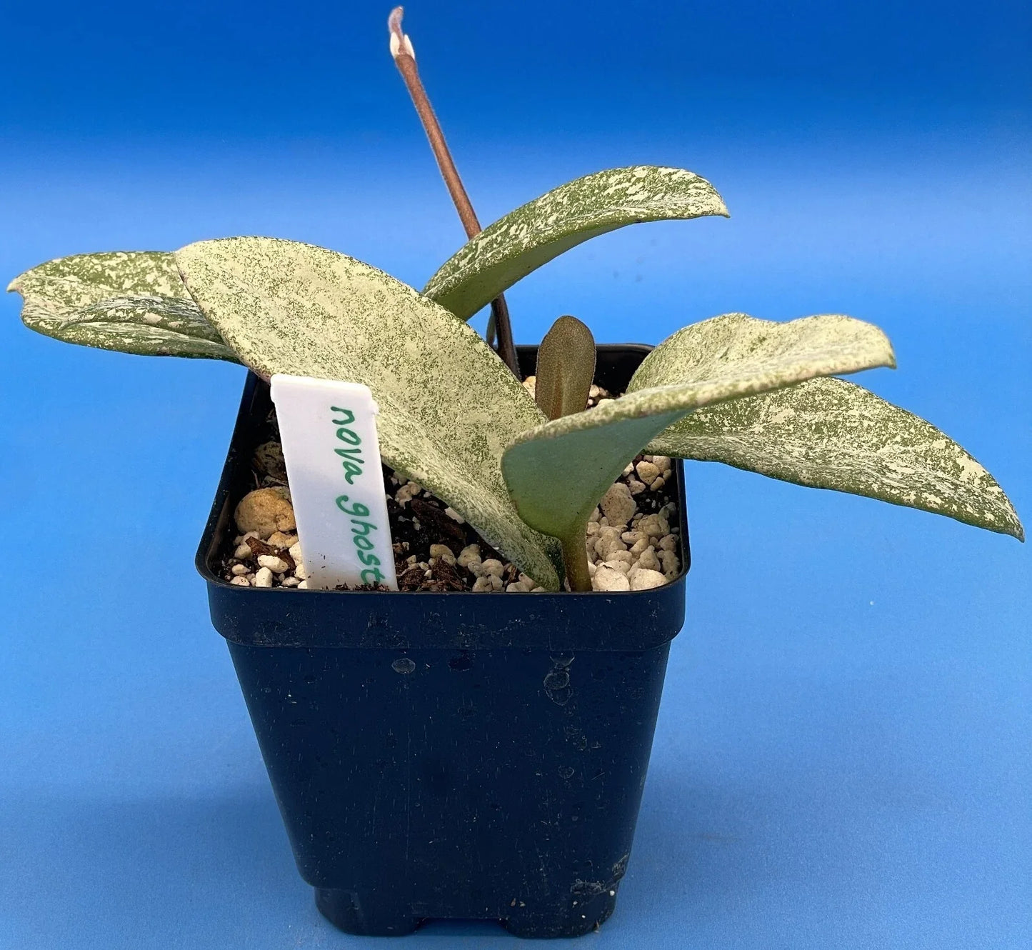 Hoya Carnosa 'Nova Ghost' Indoor Houseplant, 3.5-Inch Pot, Variegated Wax Plant, Succulent, Fully Rooted