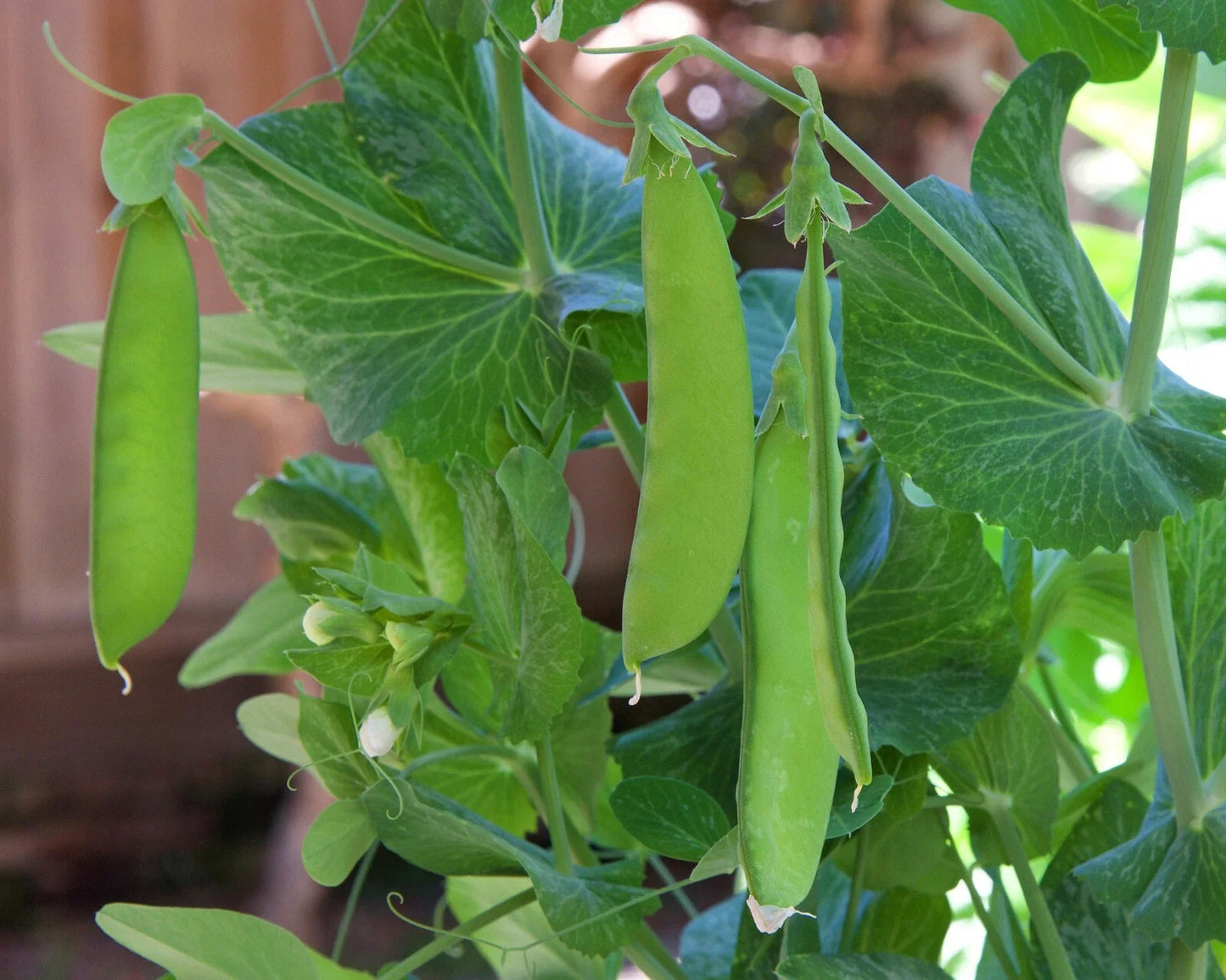 Snow Pea Seeds - Dwarf Sugar Grey - Chinese Stir Fry Snap Peas - Edible Asian Vegetable - Pisum sativum var. saccharatum