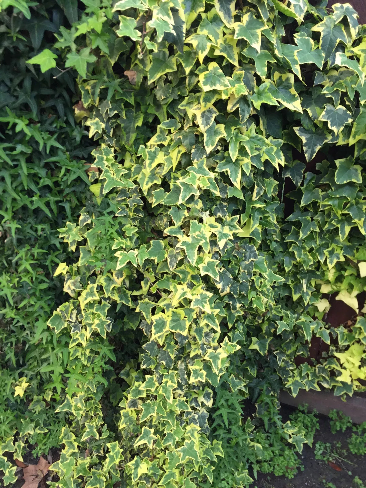 Organic Variegated Ivy Cuttings - Live Hedera helix Plants from California USA