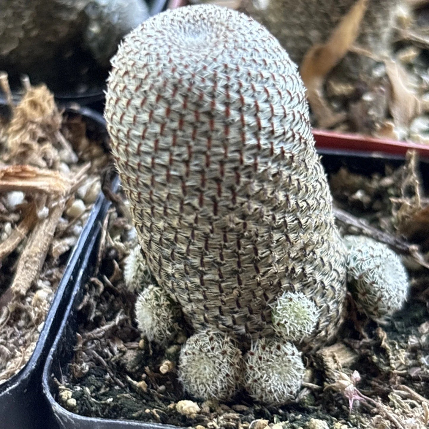 Rebutia heliosa Cactus - Rooted 2-Inch Pot - Colorful Succulent Plant for Indoor Garden and Container Display