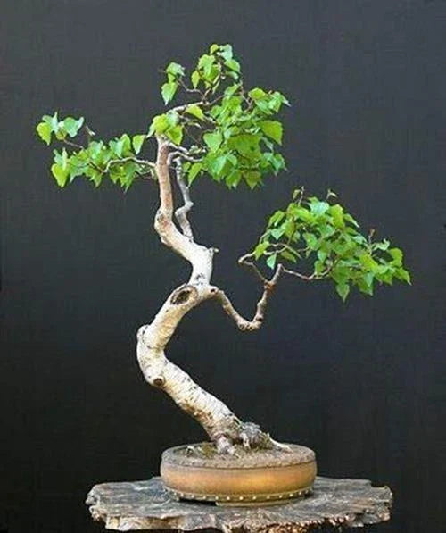 Bonsai White Paper Birch Tree Seeds - 100+ Betula papyrifera Seeds Made in USA