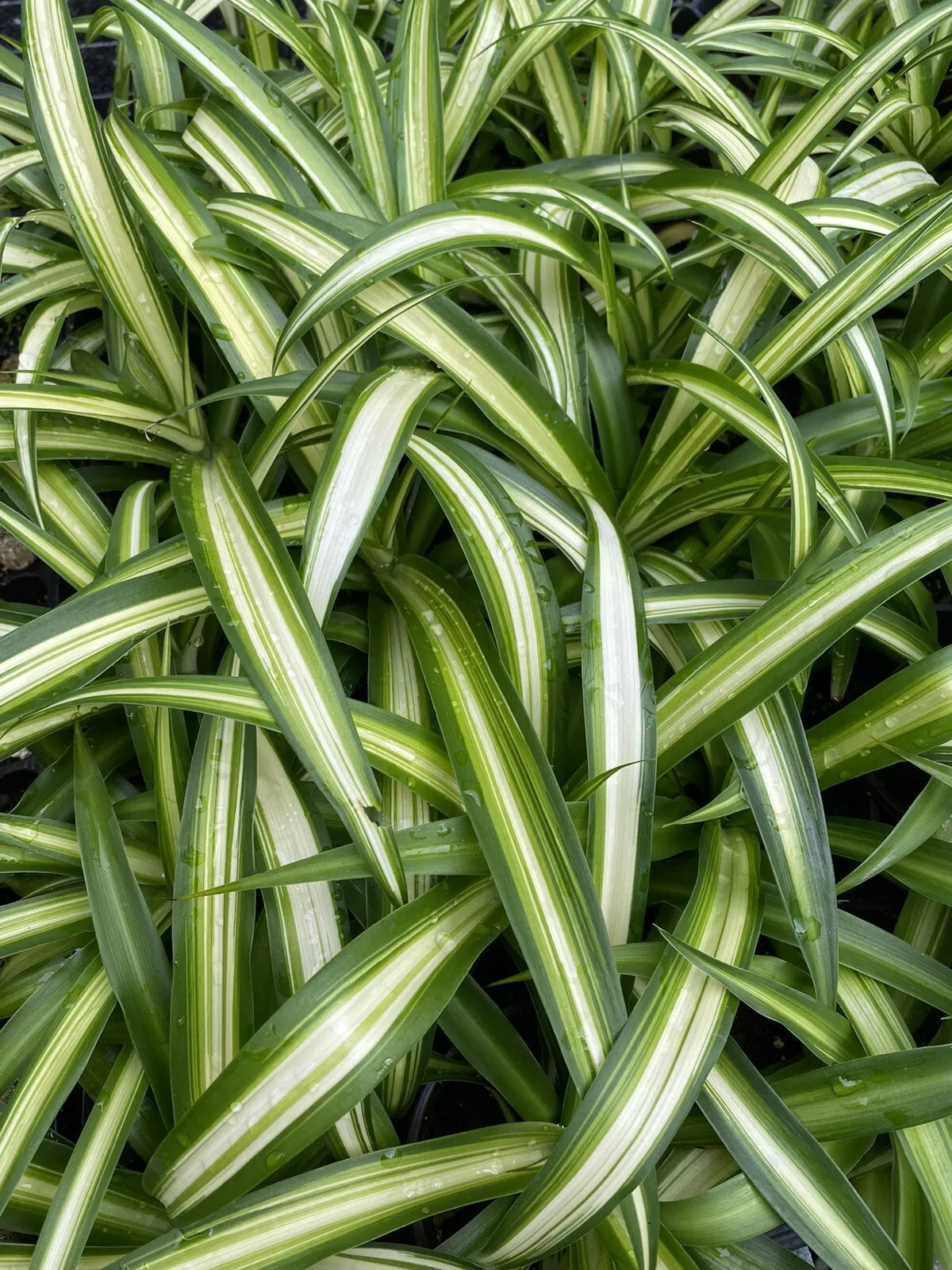 Variegated Spider Plant - Fully Rooted 4" Pot Chlorophytum comosum Indoor Houseplant
