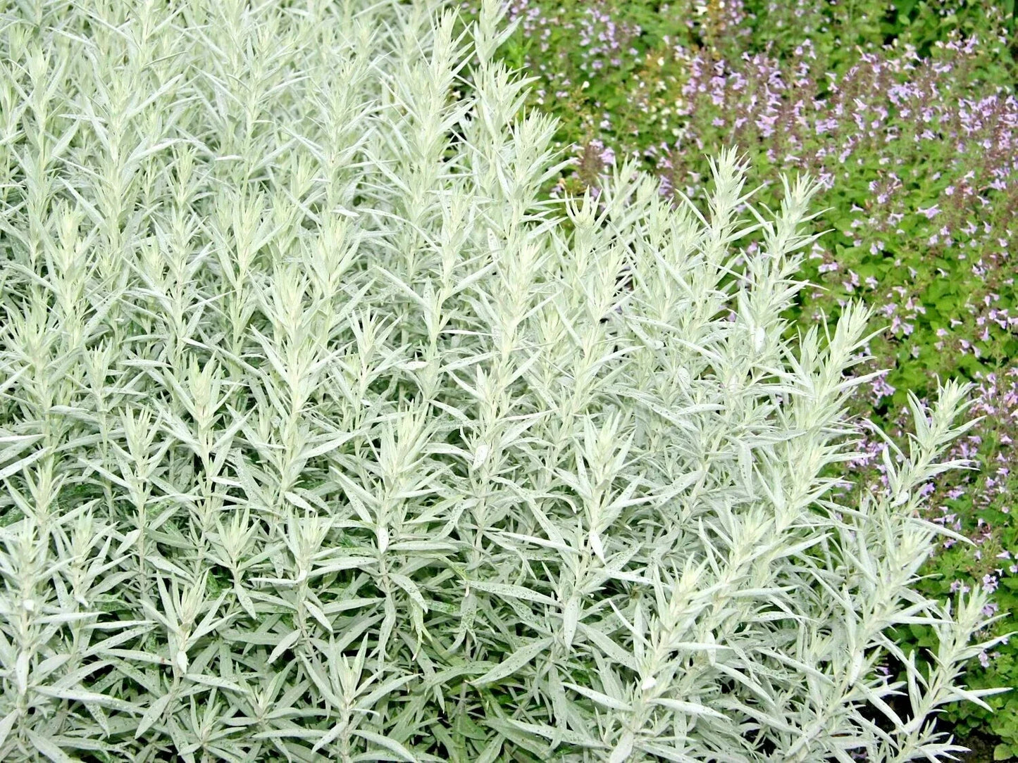 Prairie Sage Flower Seeds 300+ | White Sagebrush Perennial Wildflower | Artemisia ludoviciana for Native Landscaping