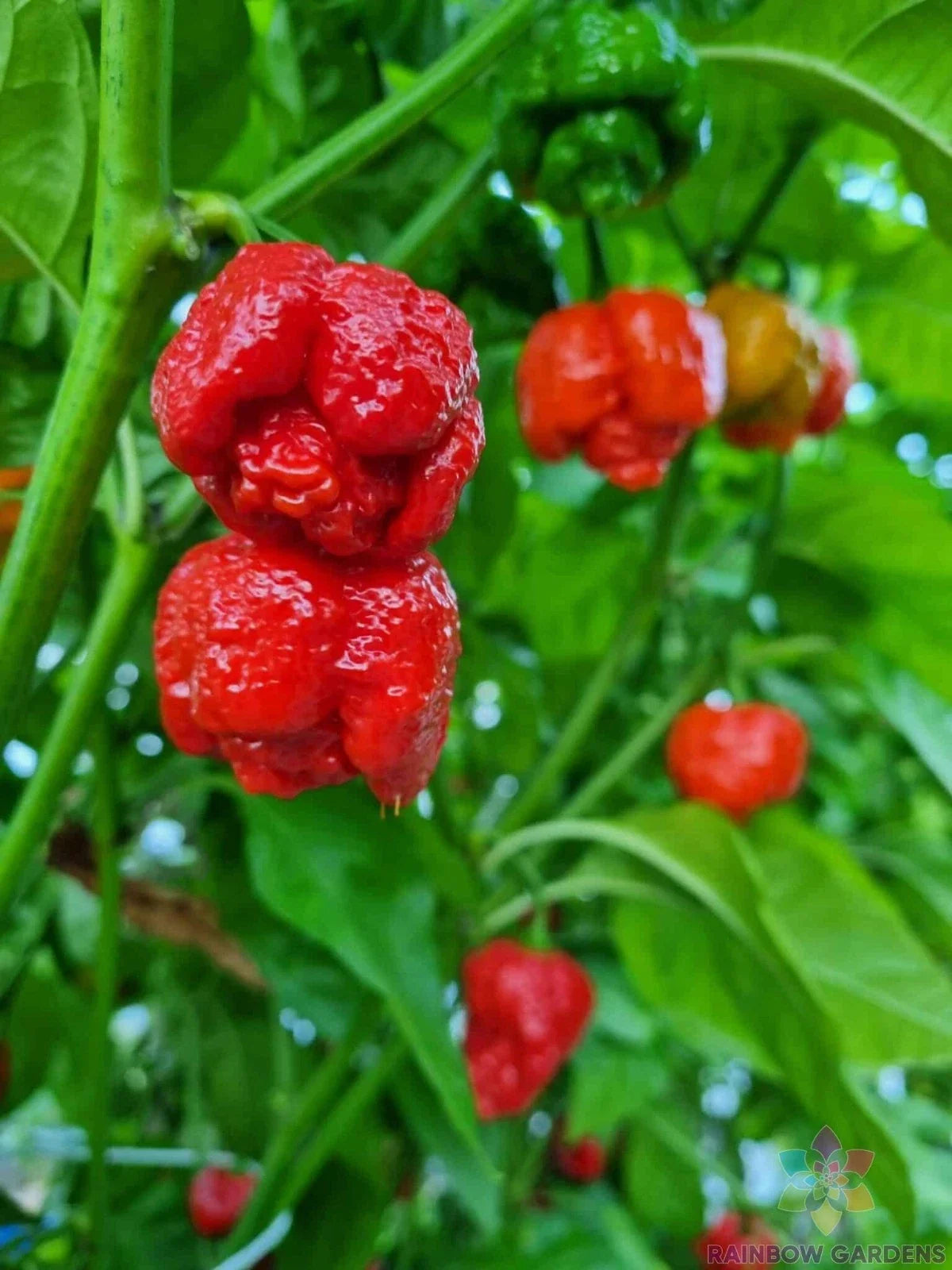 7 Pot Infinity Hot Pepper Seeds - Capsicum chinense - Red Hot Chili Pepper Seeds for Garden, Container, or Raised Bed Planting
