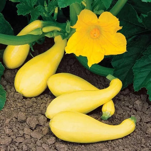 Summer Yellow Squash Seeds – 10 Vegetable Seeds – Cucurbita pepo – Easy to Grow, Non-GMO, Full Sun, Bush-Type, Resealable Packet