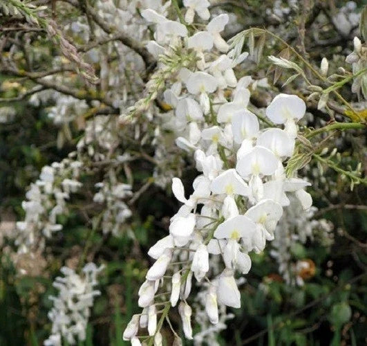 Silky White Wisteria Seeds - Perennial Climbing Flower Vine - Wisteria floribunda - White Fragrant Blooms - USA Seller