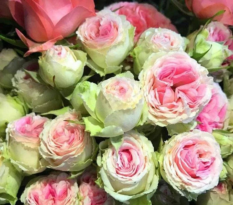 Pink Green Rose Seeds - Perennial Bush Flower Seeds for Garden Borders & Containers - Rosa spp.