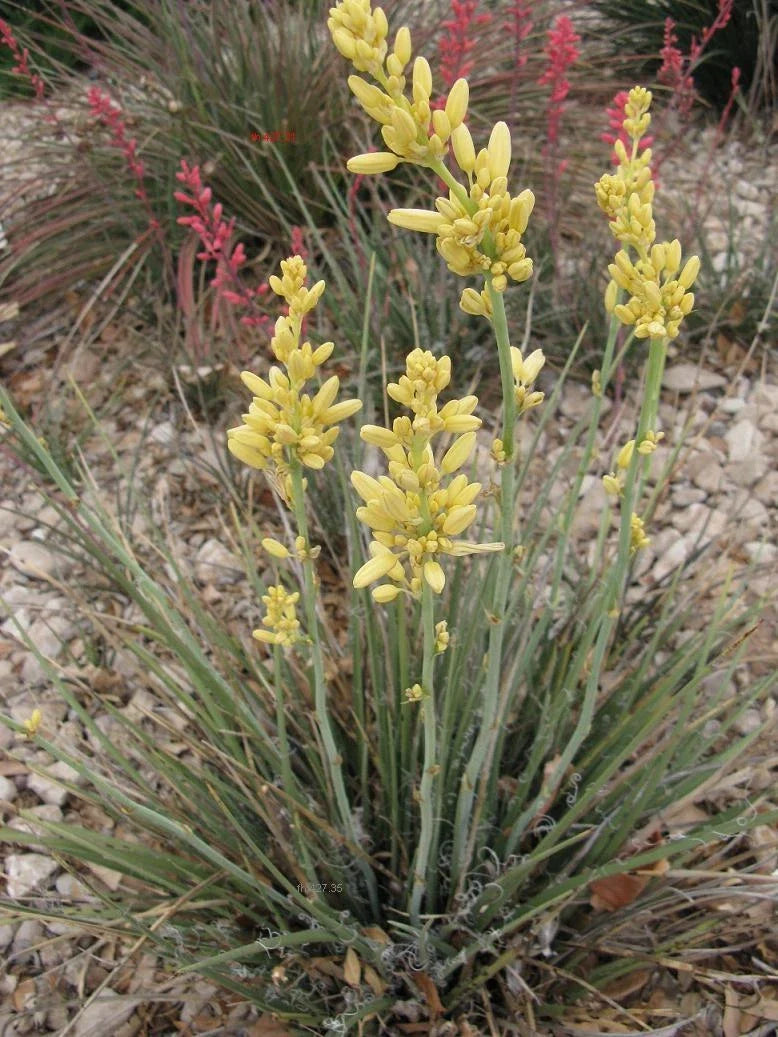 Texas Yucca Seeds - Rare Yellow Flower Hesperaloe parviflora, Drought-Tolerant Perennial for Xeriscaping, 30 Seeds