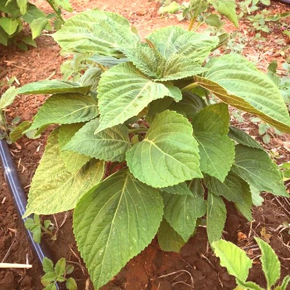 Korean Shiso Seeds - Perilla frutescens Herb for Culinary Use - 30+ Seeds for Cooking & Garnish