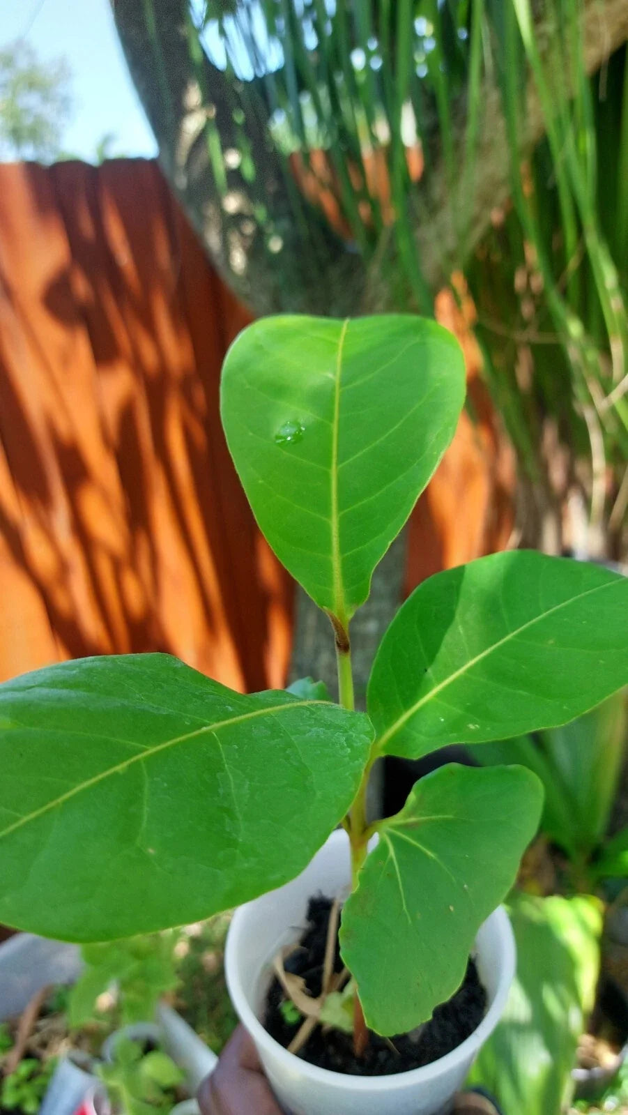 Tropical Almond Live Tree 7-12 Months Old, Terminalia Catappa, Landscaping & Garden Tree, Edible Nuts, Drought Tolerant
