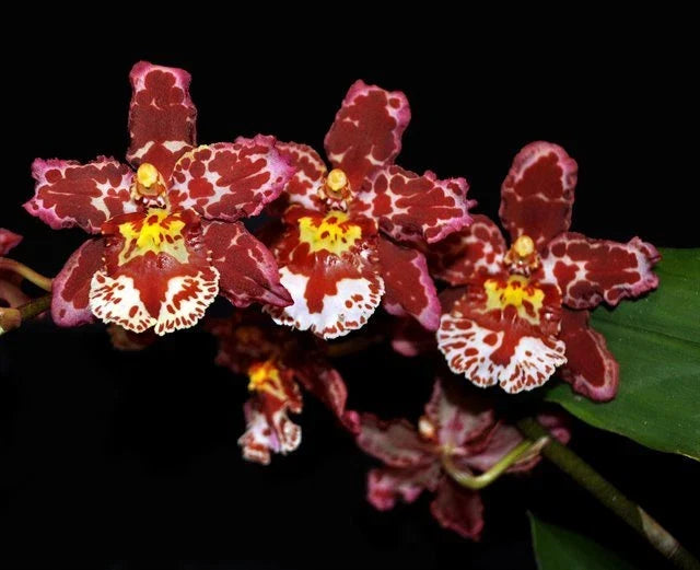 Oncostele Eye Candy 'Pinkie' Orchid Plant - Compact 2.5" Pot Oncidium Type