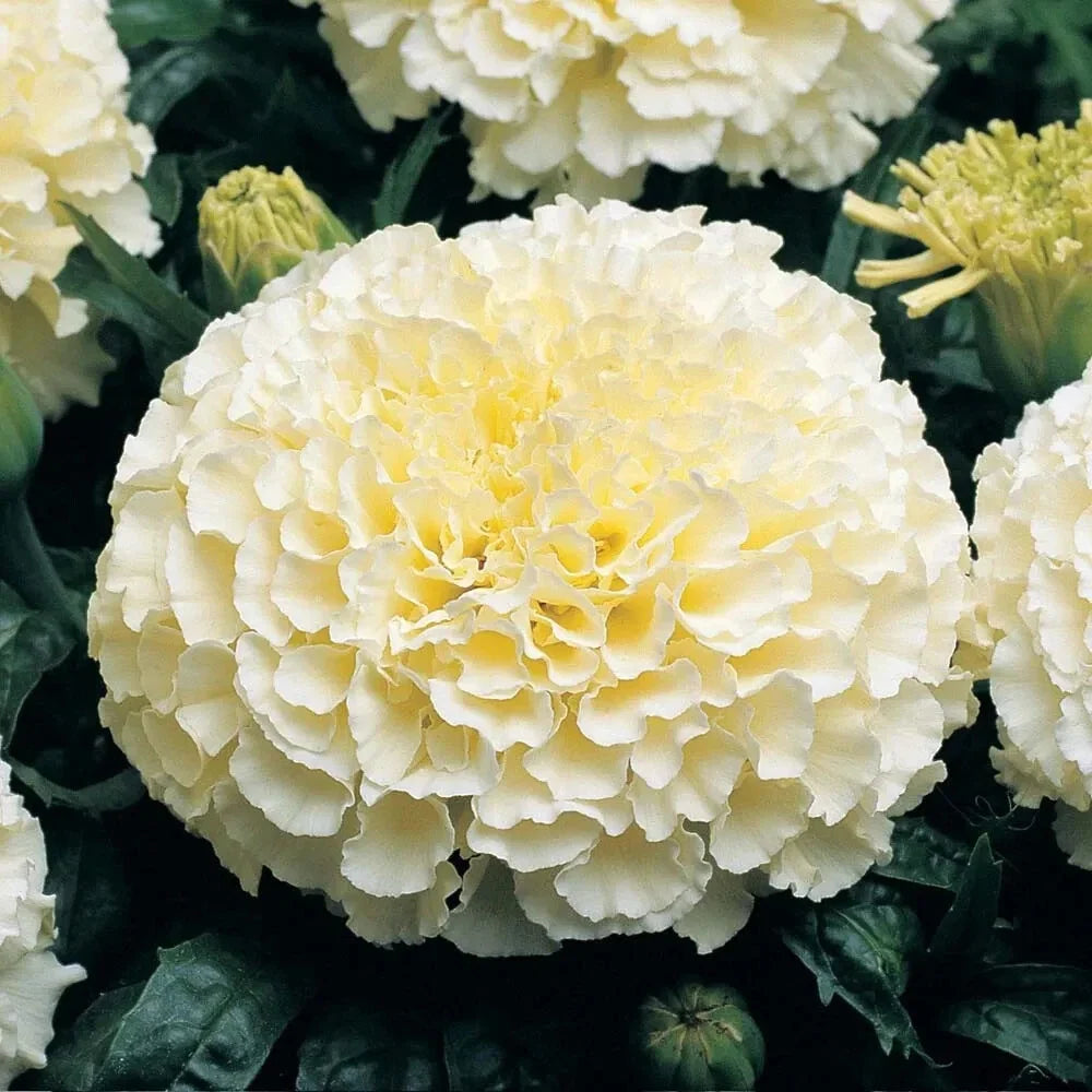 Moonlight Marigold Seeds | Large Double Flowers | Soft Yellow | Tagetes erecta | Heirloom Non-GMO Packet of 50