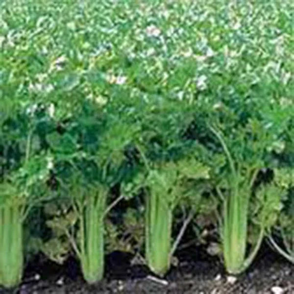 Celery Seeds Utah Tall - 500 Heirloom Non-GMO Seeds for Home Garden