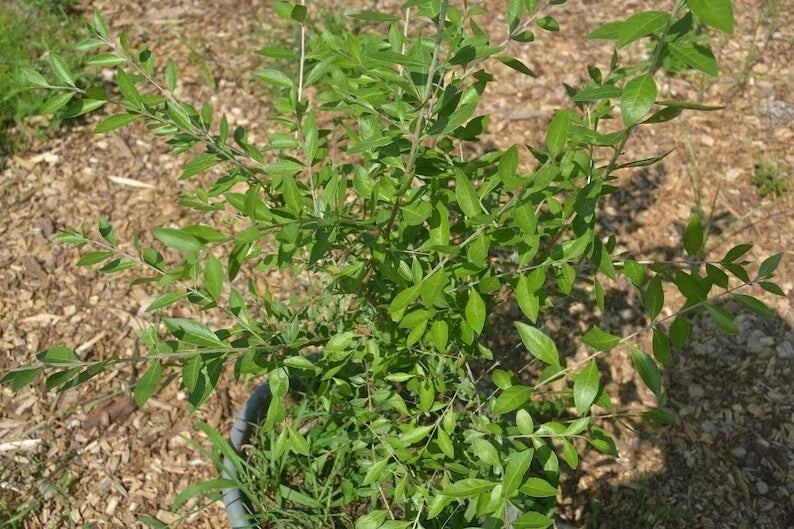 Live Henna Plant in Half-Gallon Pot, Lawsonia inermis, 10-14 Inches, Indoor & Outdoor Garden Plant