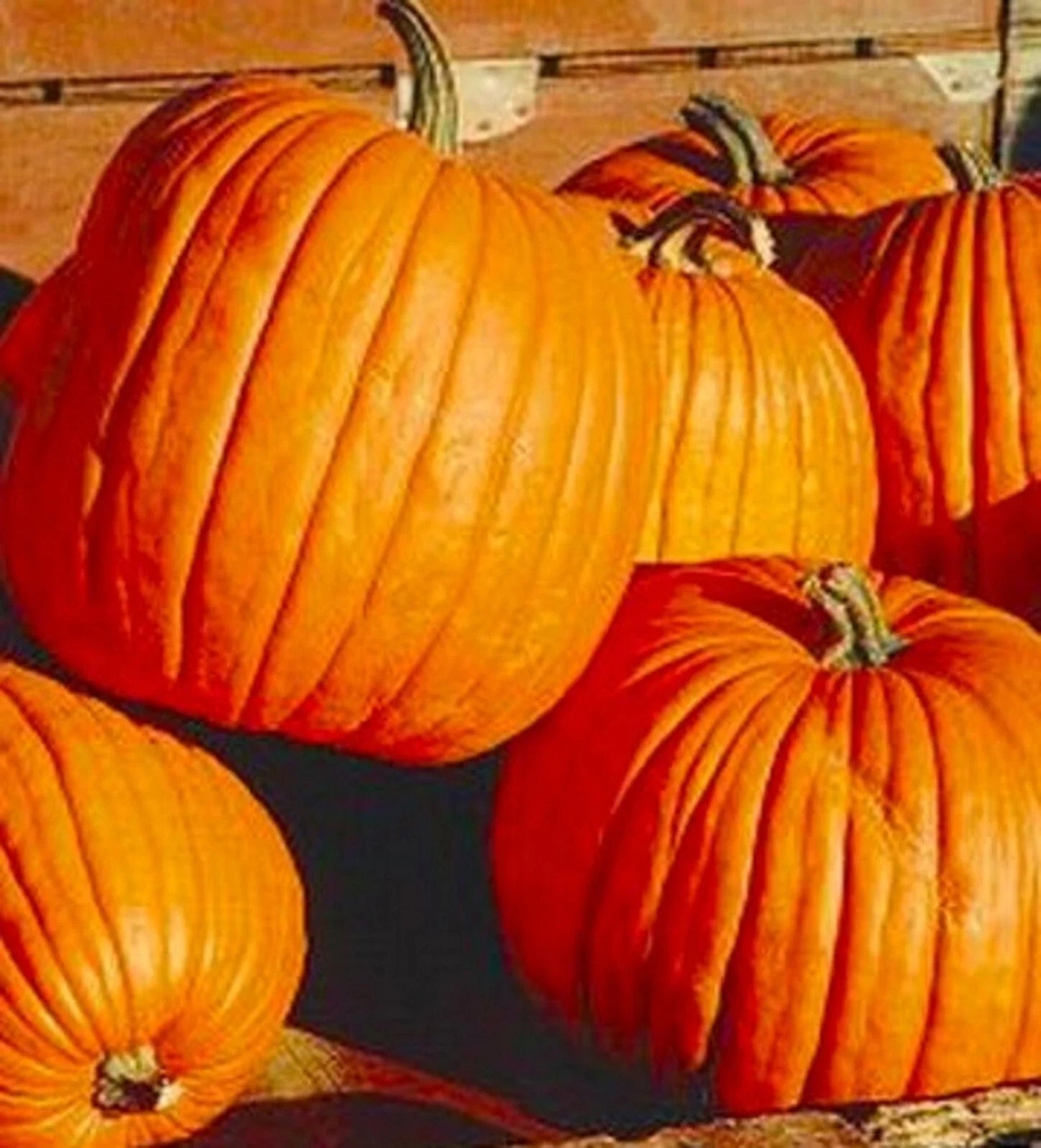 Halloween Jack'O Lantern Pumpkin Seeds - Non-GMO Cucurbita pepo for Carving & Decoration, 10 Seeds