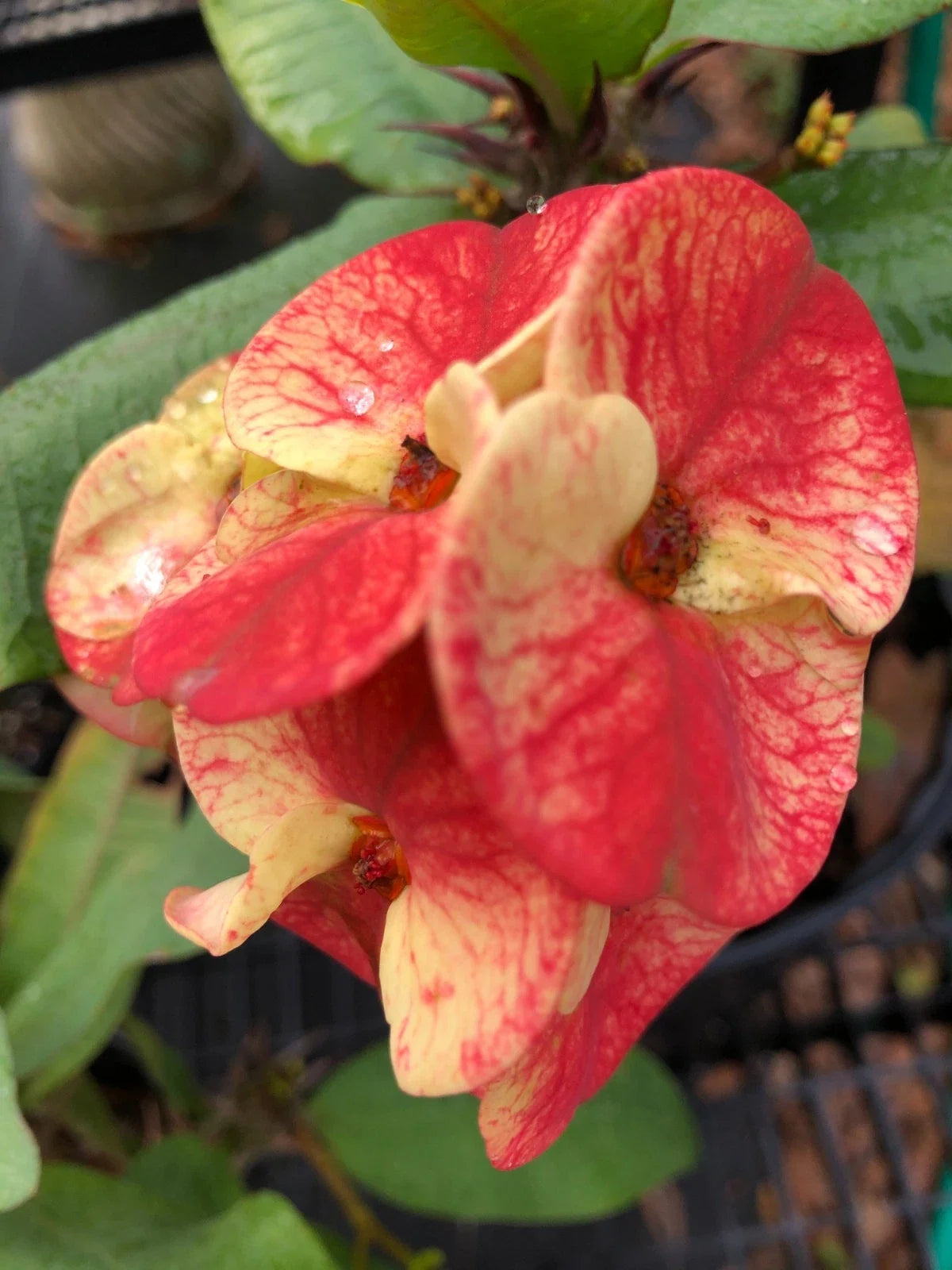 Crown of Thorns Plant Cutting Envy Variety Euphorbia milii Rooted Succulent Indoor Outdoor Greenery