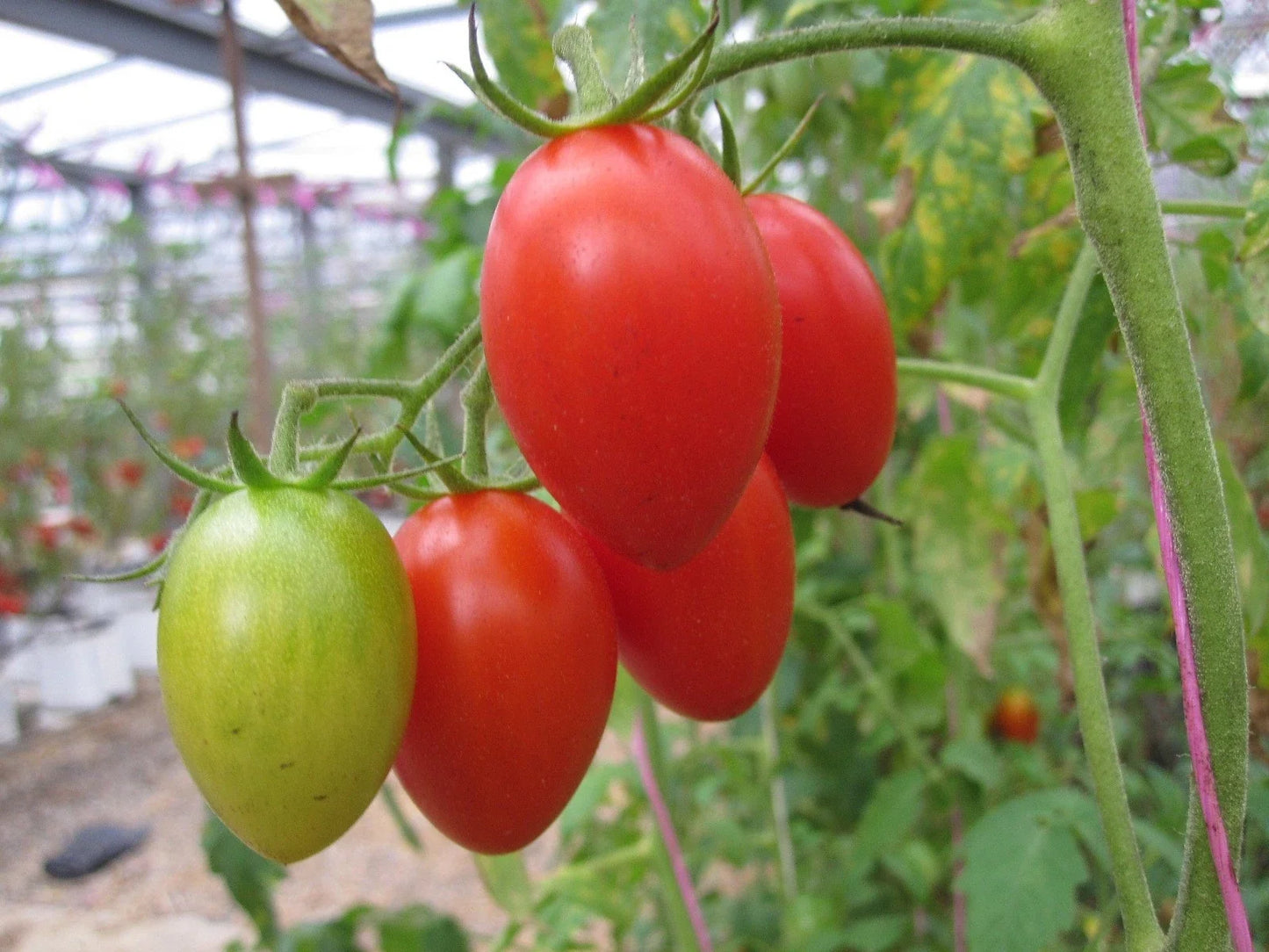 Roma Tomato Seeds - 20 Count for Canning & Salads - Solanum lycopersicum - Easy Grow, High Yield, Non-GMO Seed Pack
