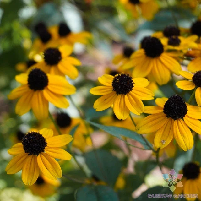 Clasping Coneflower Seeds – 200+ Pack – Rudbeckia amplexicaulis – Perennial Flower for Garden Planting