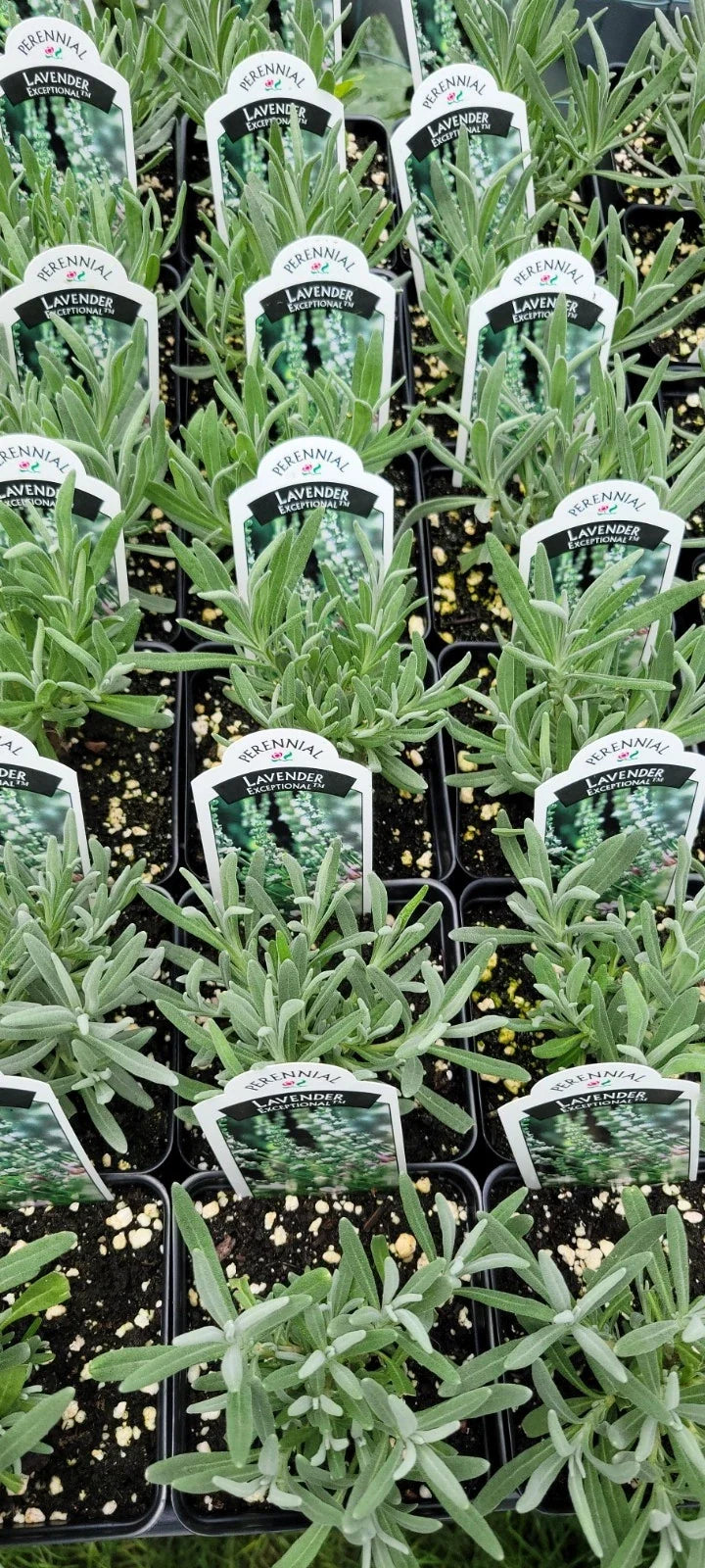 Lavender Plant 4-Inch Pot | Lavandula X Intermedia | Fragrant Purple Blooms | Drought-Tolerant Herb for Garden & Indoor