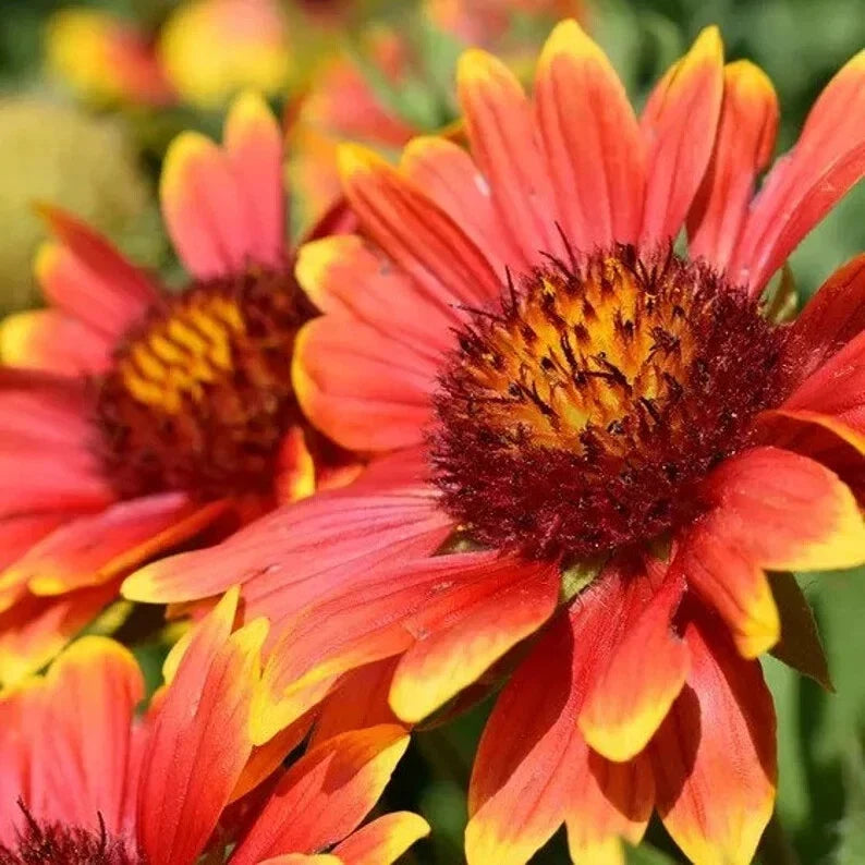 Indian Blanket Seeds - 200 Organic Gaillardia pulchella for Gardens, Borders & Wildflower Mixes, USA Grown, Free Shipping