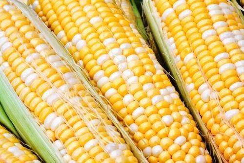 Sweet Corn Seeds Solstice Variety - Zea mays - Fresh Non-GMO Seeds for Planting