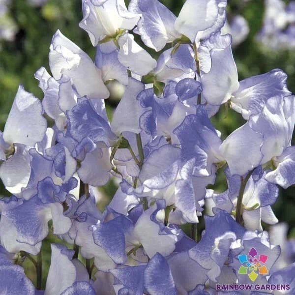 Blue Ripple Sweet Pea Seeds - 50+ Count, Climbing Vine, Fragrant Blue & Purple Flowers, Lathyrus odoratus, Heirloom Garden Seeds