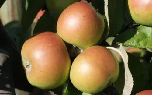 Dunkerton's Late Apple Seeds - 25+ Organic Heirloom Seeds for Malus domestica Garden Planting, Fruit Tree Seed Packet