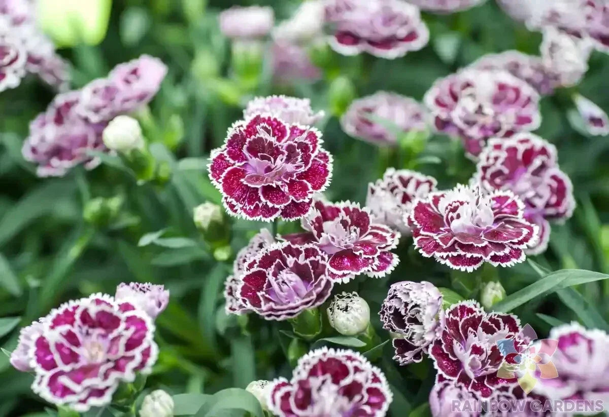 Coconut Punch Carnation Seeds - 200+ Pack, Dianthus caryophyllus, Vibrant Fragrant Flowers for Garden, Borders & Containers