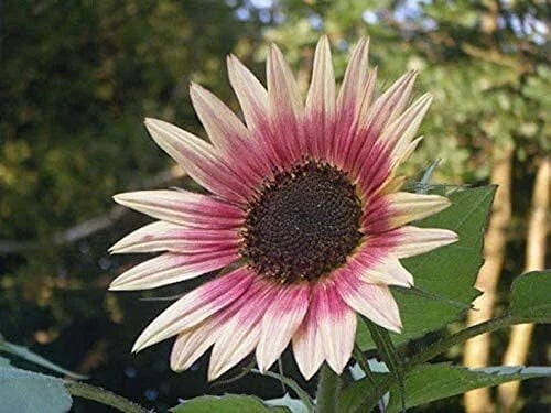 Indian Blanket Sunflower Seeds 25 Pack Gaillardia pulchella Exotic Vibrant Red Yellow Flowers