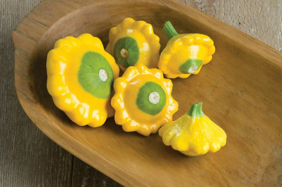 Patty Pan Squash Seeds 10 Pack Y-Star Heirloom Cucurbita pepo for Home Gardening, Compact Bush, Full Sun