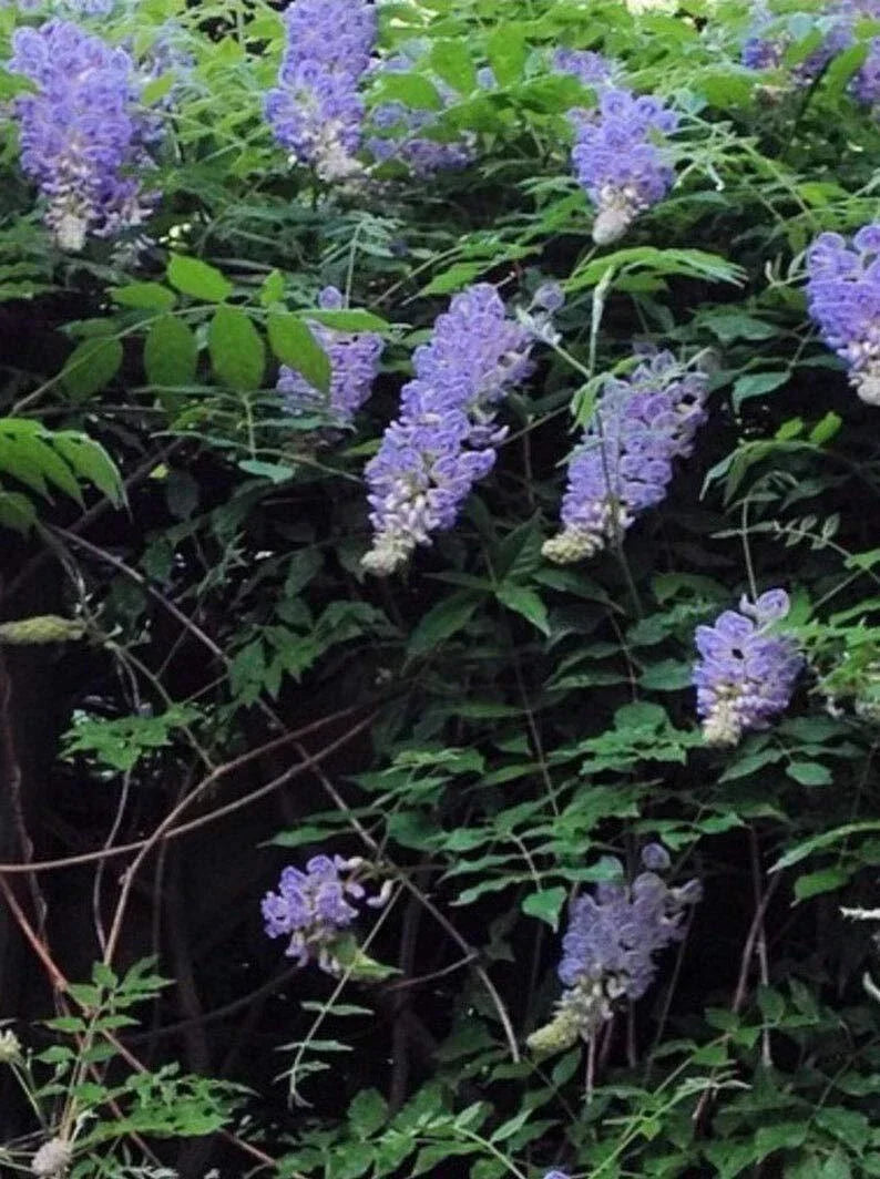 Bonsai Tree Seeds 10 Pack - Chinese Wisteria (Wisteria sinensis) Flowering Bonsai