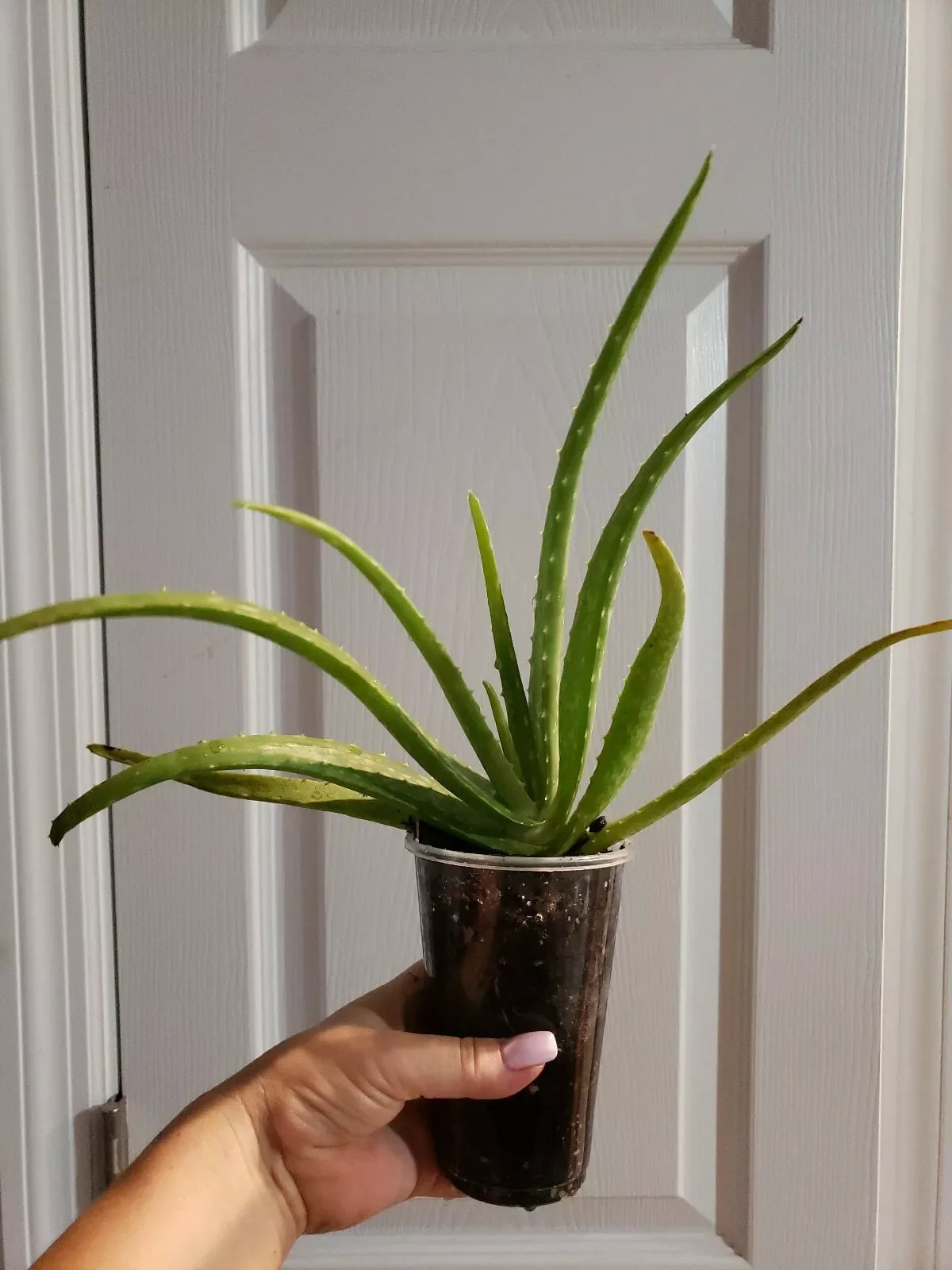 Aloe Vera Plant - Rooted Organic Aloe Barbadensis, 10" Indoor/Outdoor Succulent