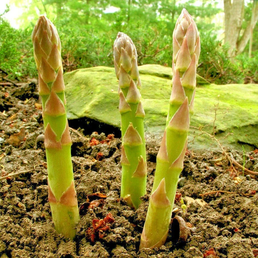 Asparagus Seeds - Heirloom Mary Washington Variety for Vegetable Garden - Easy to Grow, High Yield, Non-GMO, Perennial Seeds