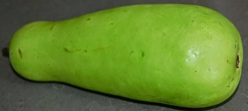 Calabash Gourd Seeds - Fresh Lagenaria siceraria for Crafting & Gardening - Vining Annual Plant