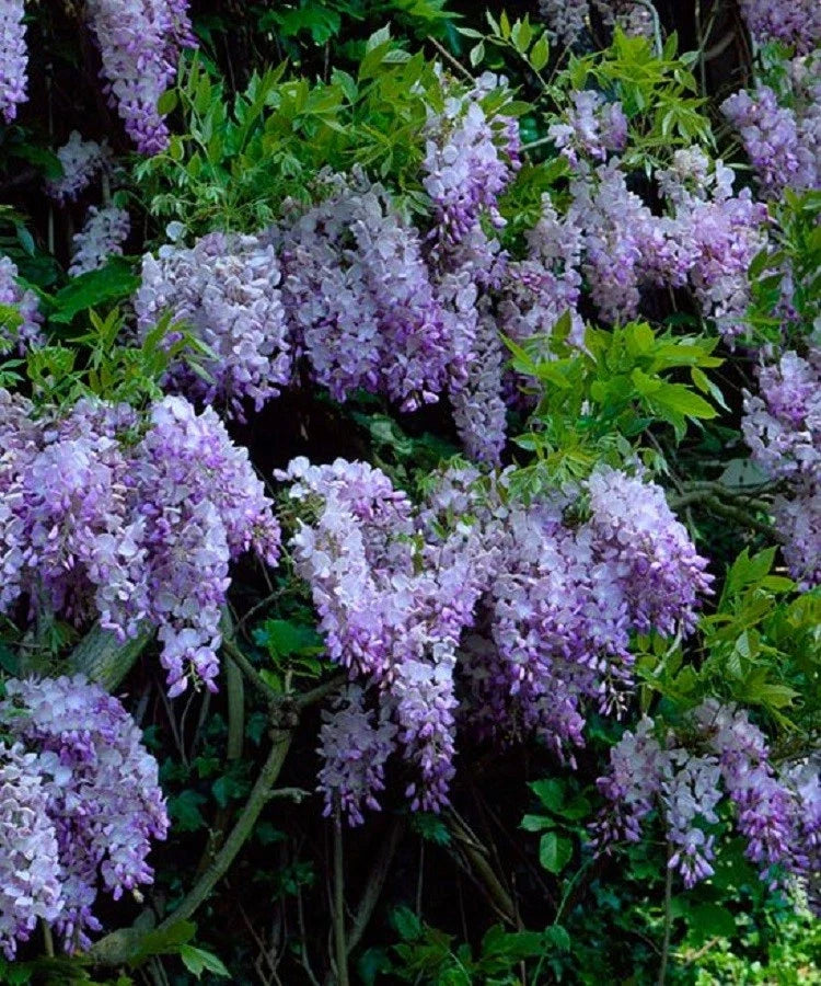 Dark Purple Chinese Wisteria Seeds - Perennial Climbing Vine for Trellises & Gardens (Wisteria sinensis) - 5 Seeds