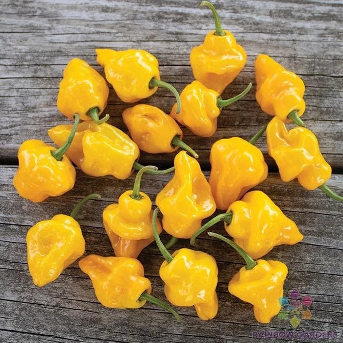 Trinidad Perfume Hot Pepper Seeds – 25+ Capsicum chinense for Garden, Culinary, Container Planting