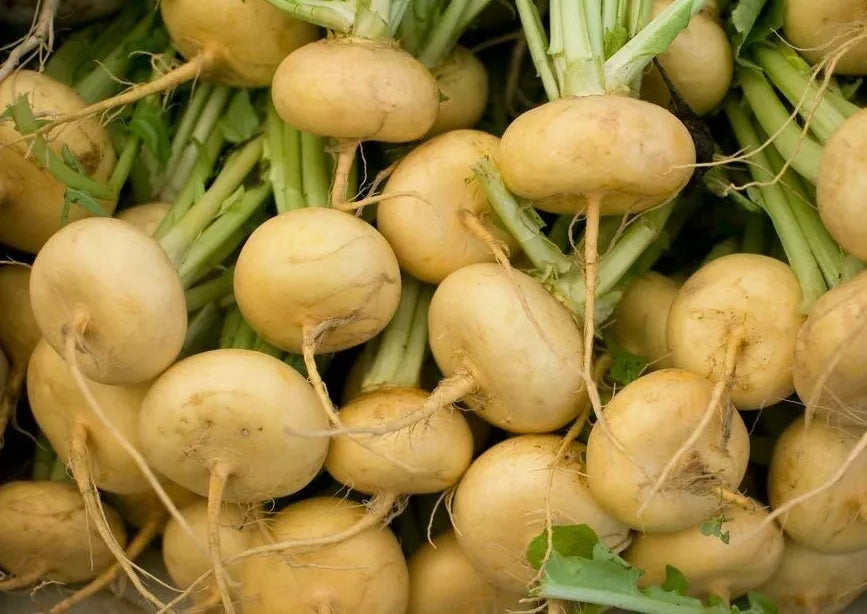 Golden Ball Turnip Seeds - 1000+ Bulk Vegetable Seeds for Garden Cooking