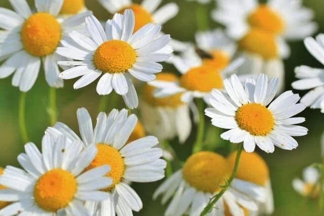 Roman Chamomile Seeds - 500 Seeds - Easy to Grow Herb for Gardens & Wildflower Areas - Anthemis nobilis