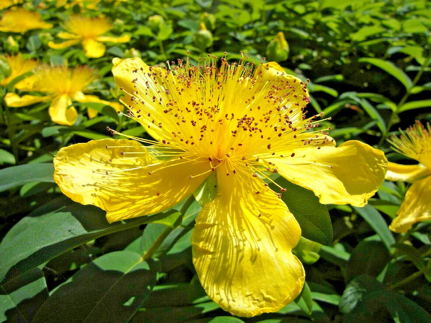 Great St. John's Wort Seeds - 400+ Hypericum perforatum Medicinal Herb Seeds