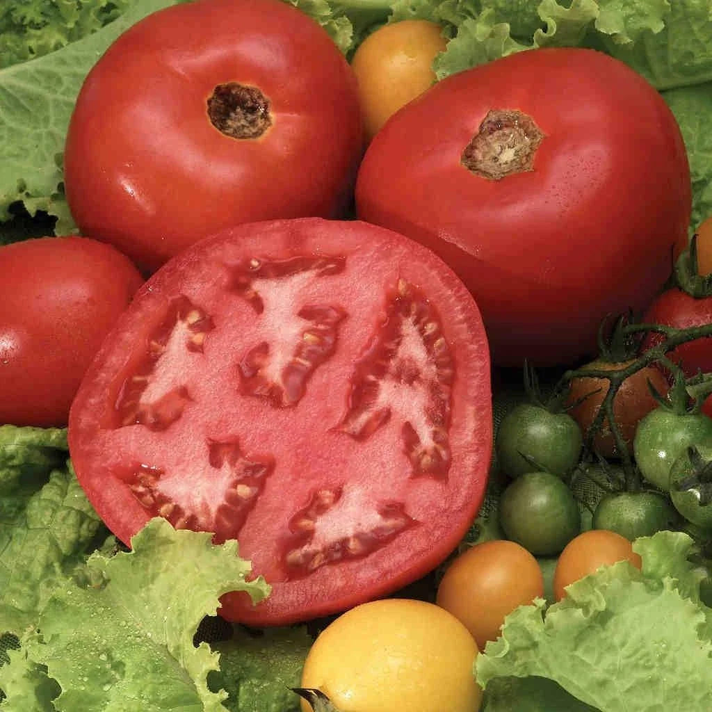 Heirloom Organic Beefsteak Tomato Seeds – 120+ Solanum lycopersicum, Juicy, Flavorful, Heirloom, Non-GMO, Garden & Container Growing