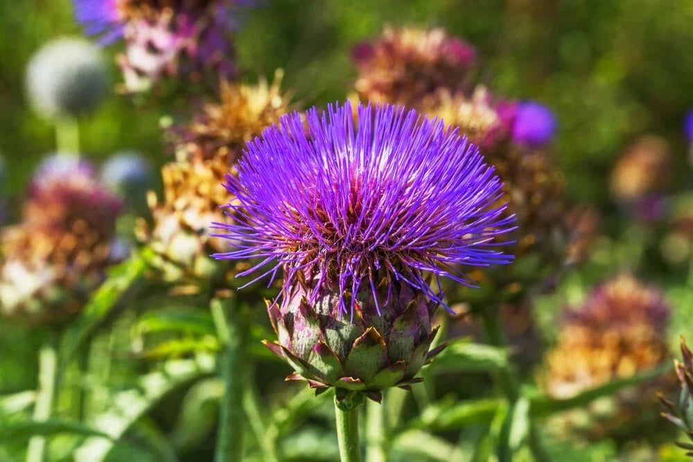 Cardoon Thistle Seeds - 200+ Edible Perennial, Cynara cardunculus, Ornamental & Culinary, USA Grown, Free Shipping