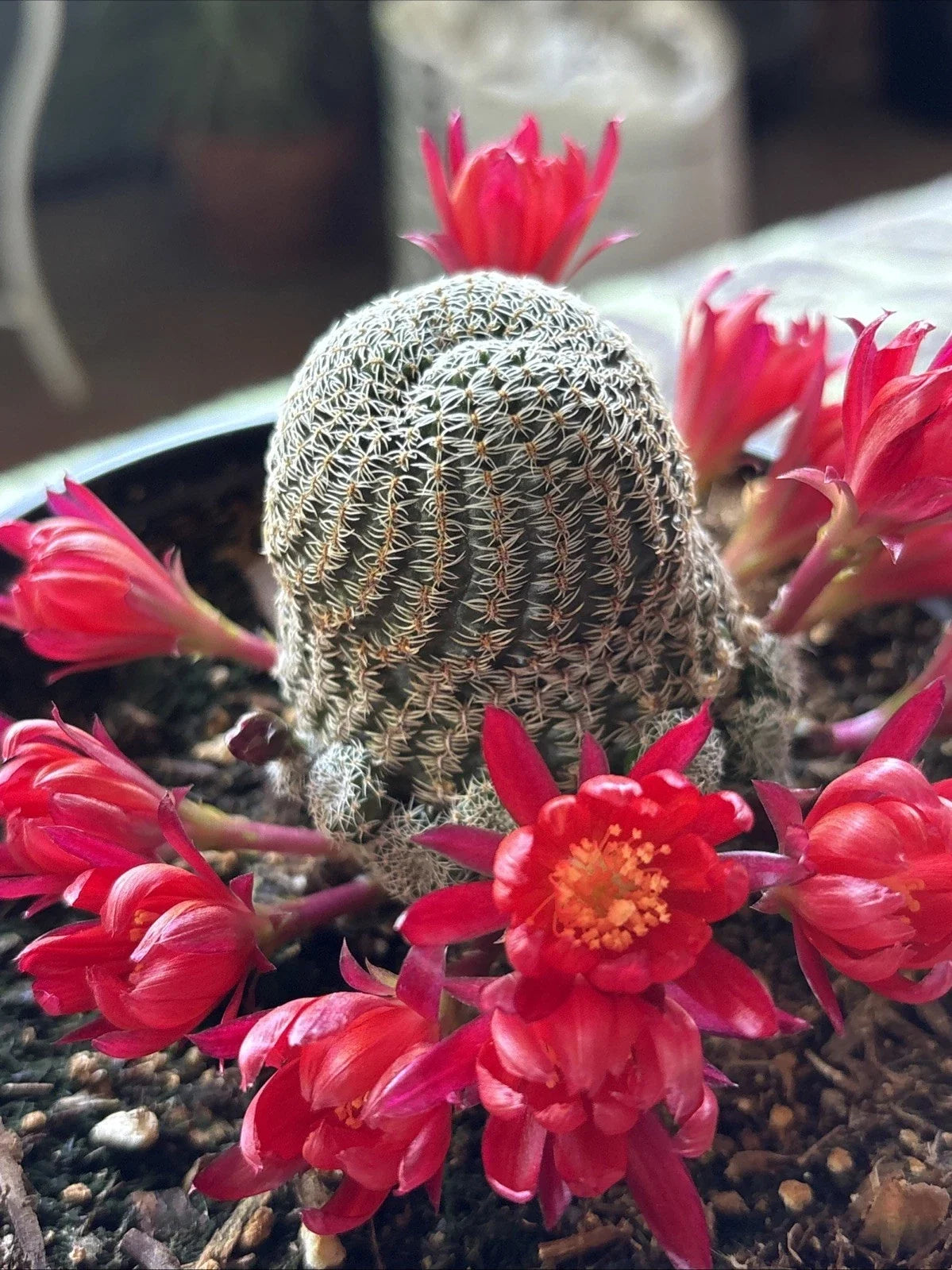 Rebutia Albopectinata Cactus in 6-Inch Pot | Rooted Succulent with Unique Spines & Colorful Blooms | Indoor Drought-Tolerant Plant
