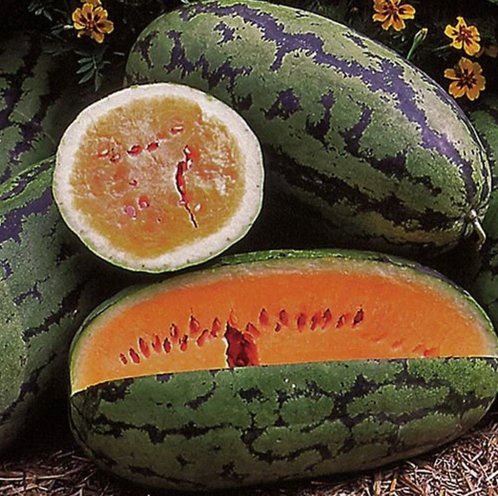 Orangeglo Watermelon Seeds - 50+ Non-GMO Sweet Seeds for Large Fruit