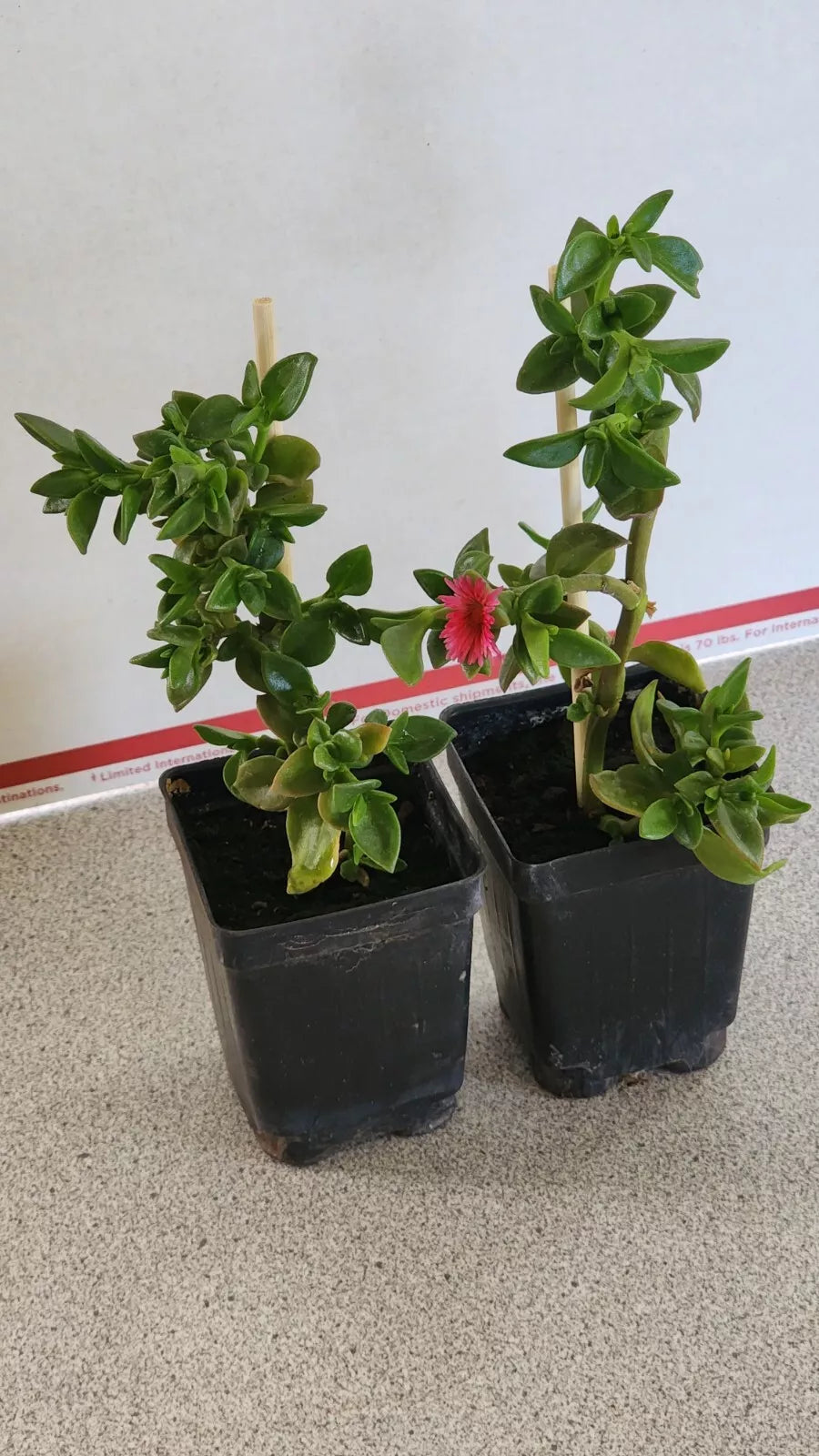 Live Sun Rose Red Apple Plants - 6 to 8 Inches - Rooted in Soil