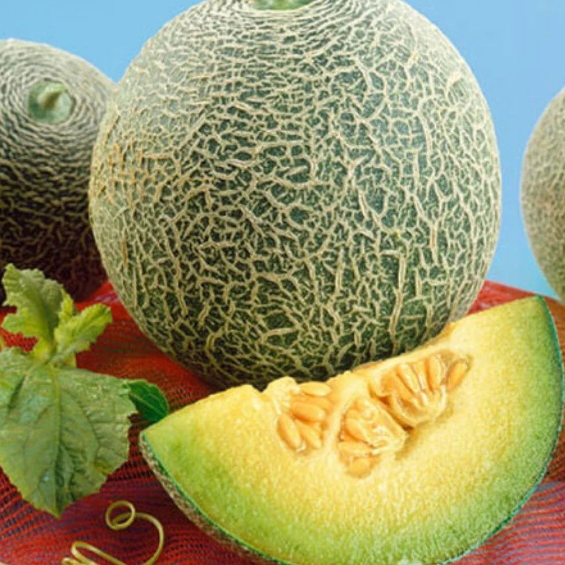 Rocky Ford Green Flesh Cantaloupe Seeds - Organic Heirloom Melon - 30 Non-GMO Seeds - Cucumis melo