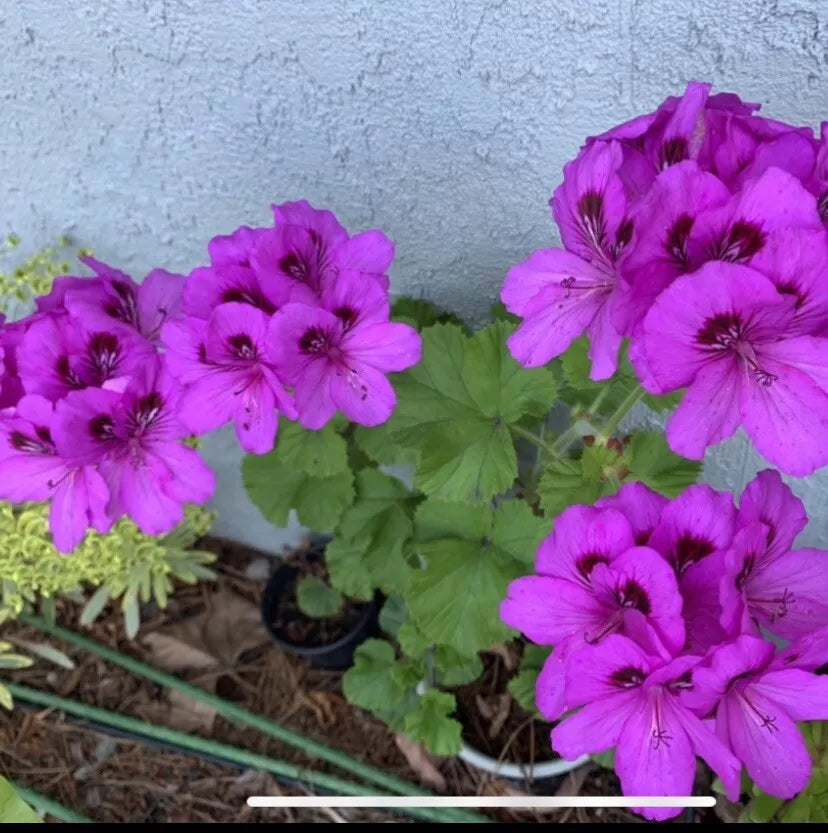 Geranium Starter Cuttings 6" Lavender Pink Black Pelargonium