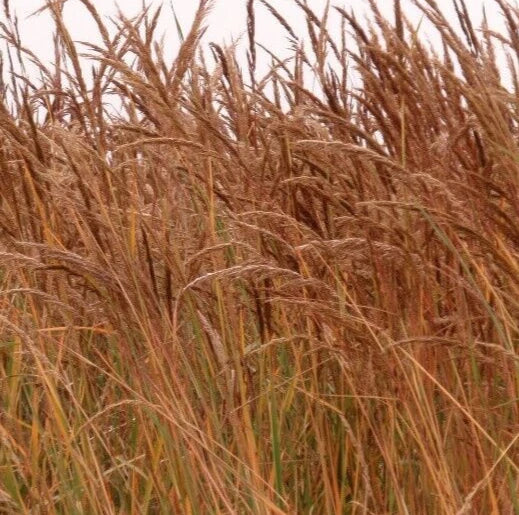 Indian Grass Seeds - 300+ Perennial Ornamental Grass Sorghastrum nutans