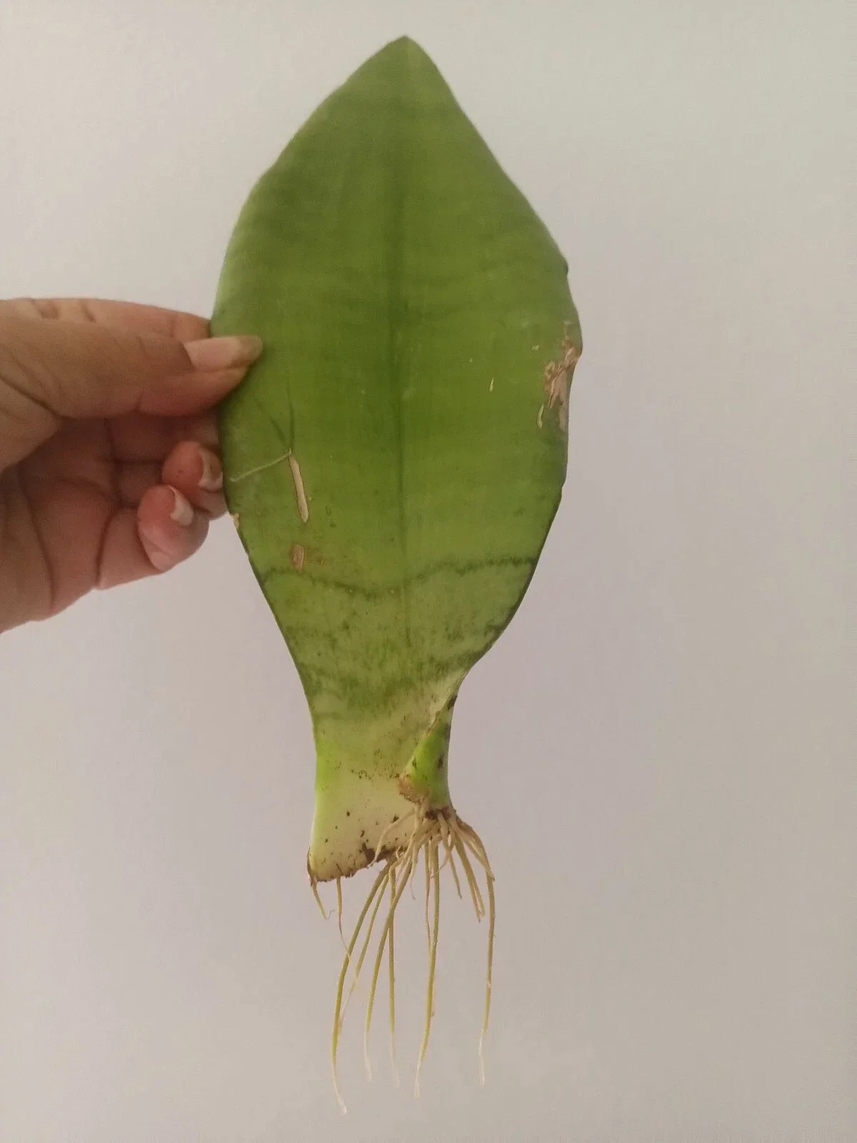 Moonshine Snake Plant - Rooted 2 Inch Pot Sansevieria Indoor Plant